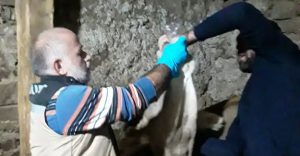150 BÜYÜKBAŞ HAYVAN AŞIRI YONCADAN ŞİŞTİ