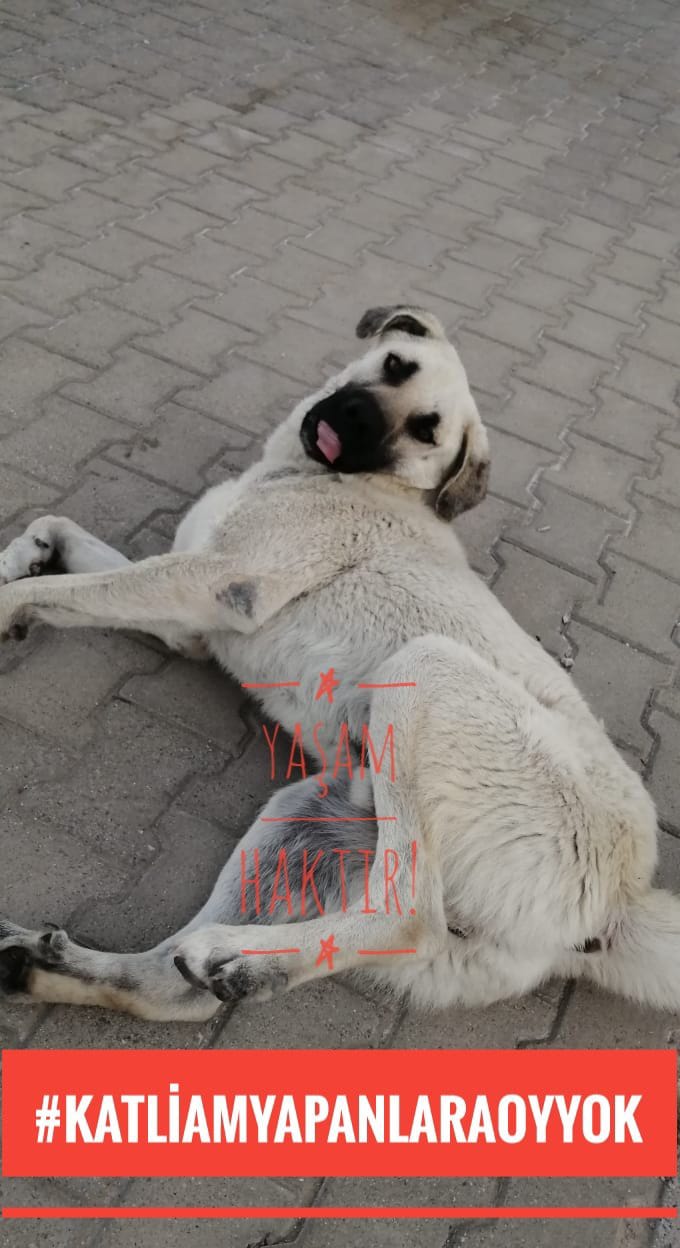 YAŞAM ÇIĞLIĞI !