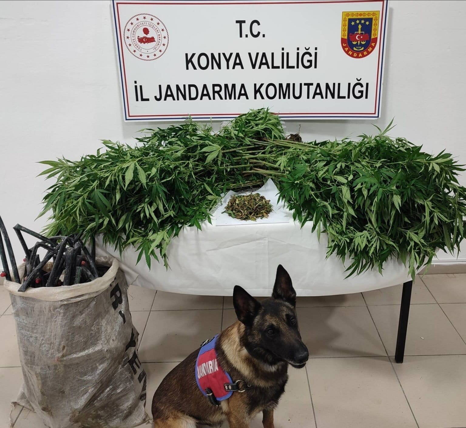 Konya’da mısır tarlasına giren jandarma zehirli gerçeği ortaya çıkardı