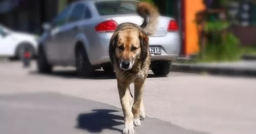 Çorum’da Sahipsiz Köpeğin Saldırdığı Çocuk Yaralandı.
