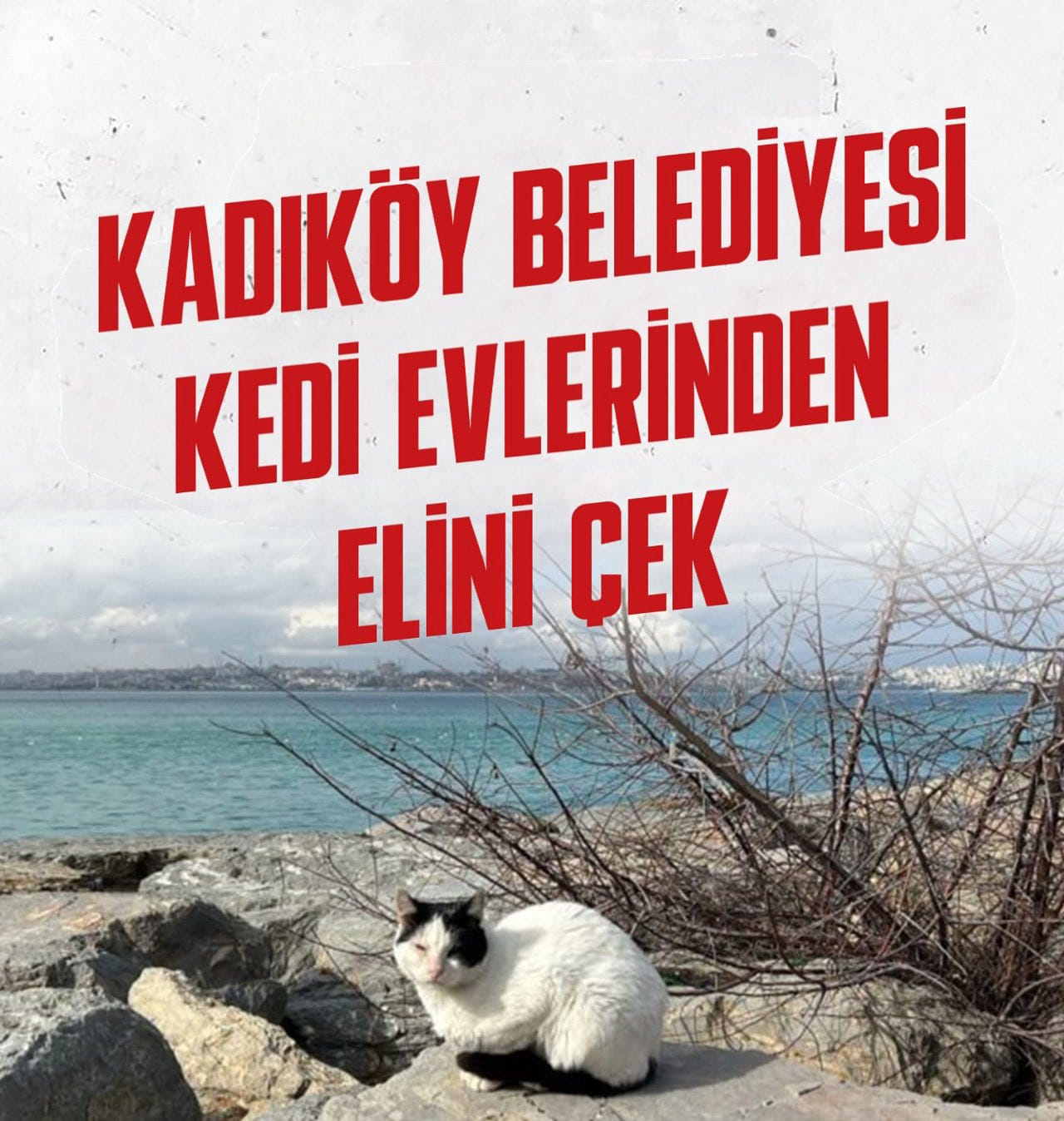 BELEDİYE KIŞIN ORTASINDA KEDİ EVLERİNİ SÖKTÜ  !