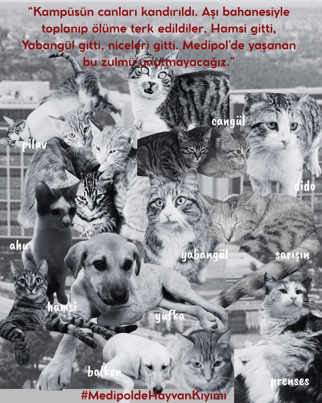 Medipol Üniversitesi’nde Hayvan Skandalı !
