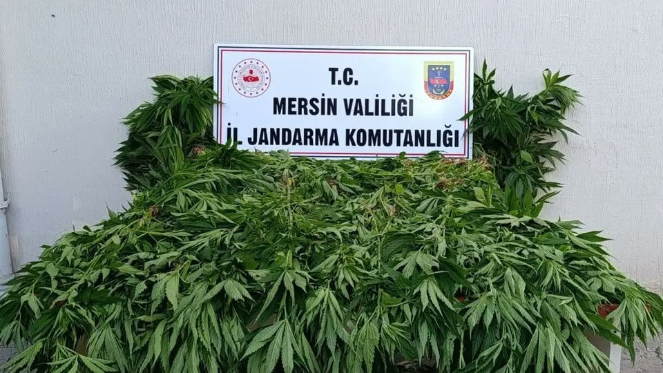 Mersin Ormanlık Alanda Yasa Dışı Kenevir Ekimi Yapan 2 Şüpheli Tutuklandı.