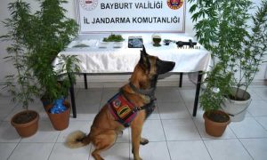 YAPILAN OPERASYONDA KENEVİR VE ESRAR MADDESİ ELE GEÇİRİLDİ