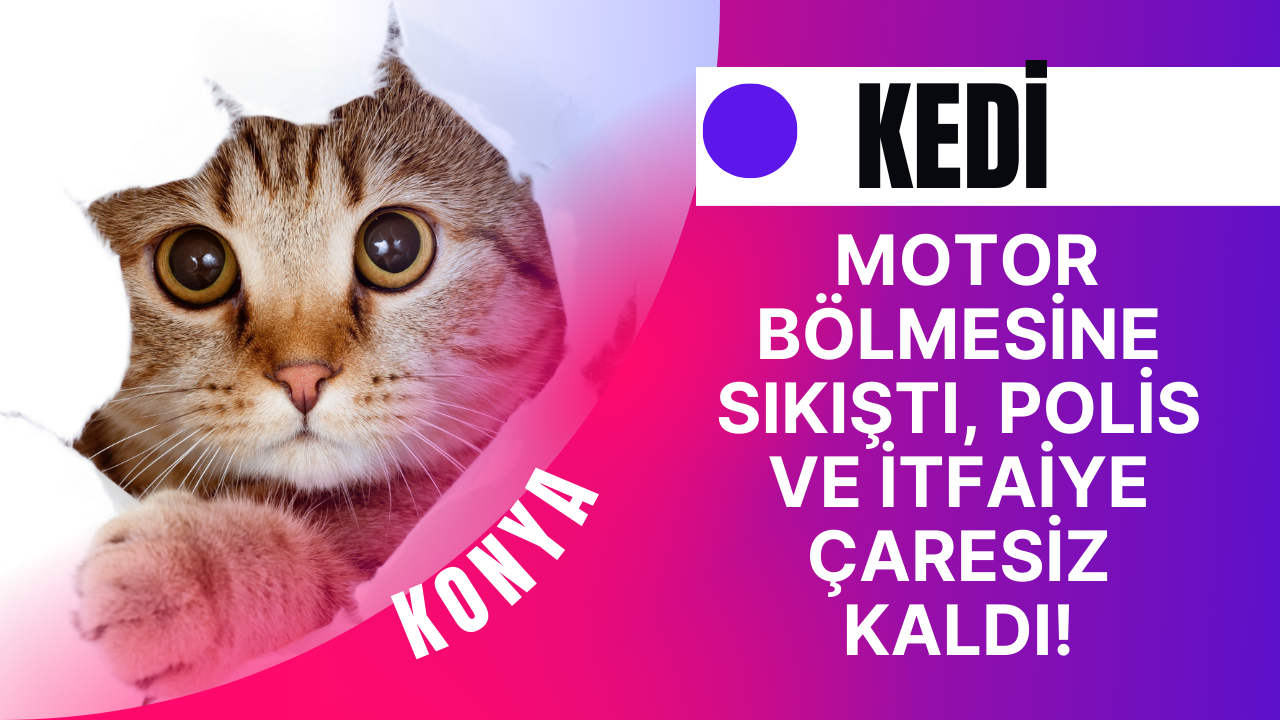Kedi Motor Bölmesine Sıkıştı, Polis ve İtfaiye Çaresiz Kaldı!