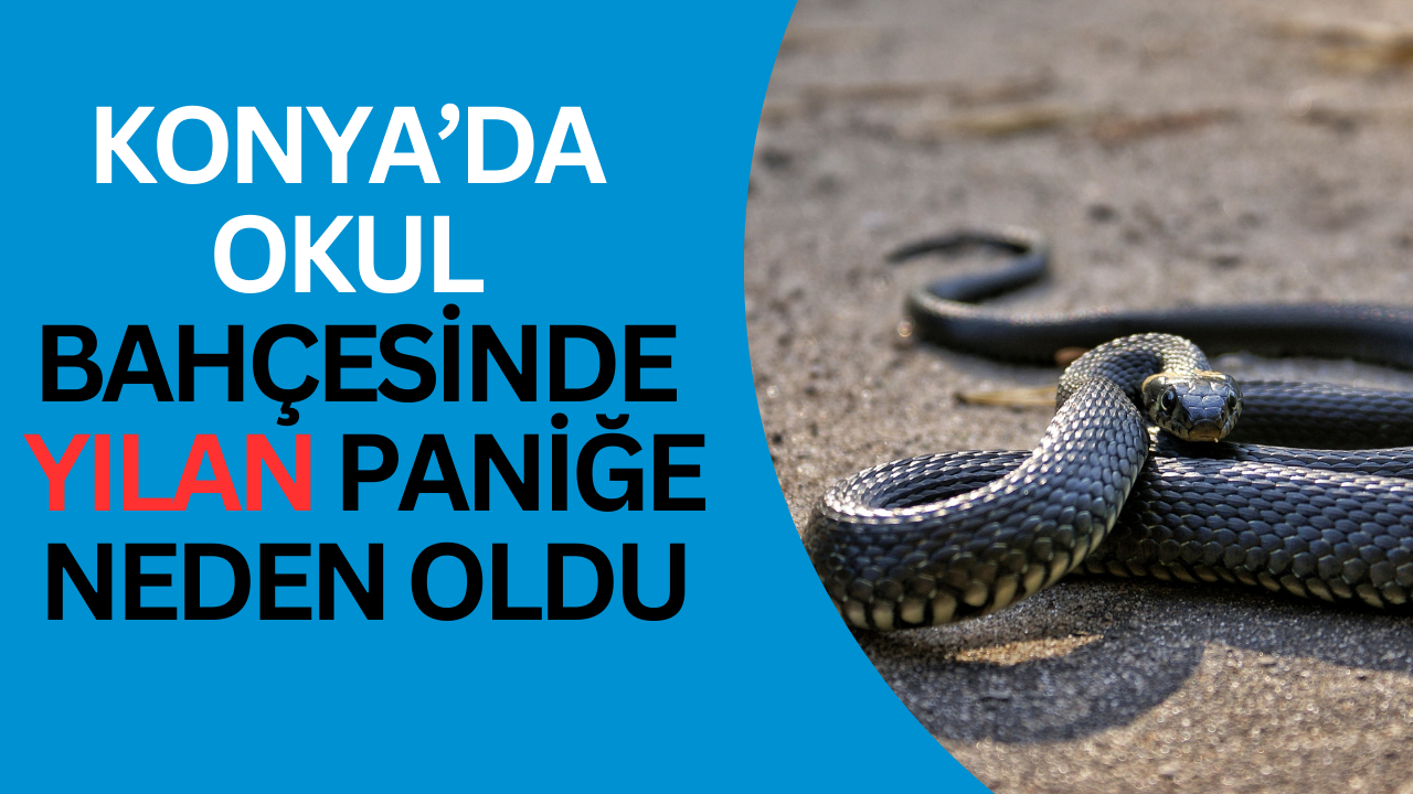 Konya’da okul bahçesinde yılan paniğe neden oldu