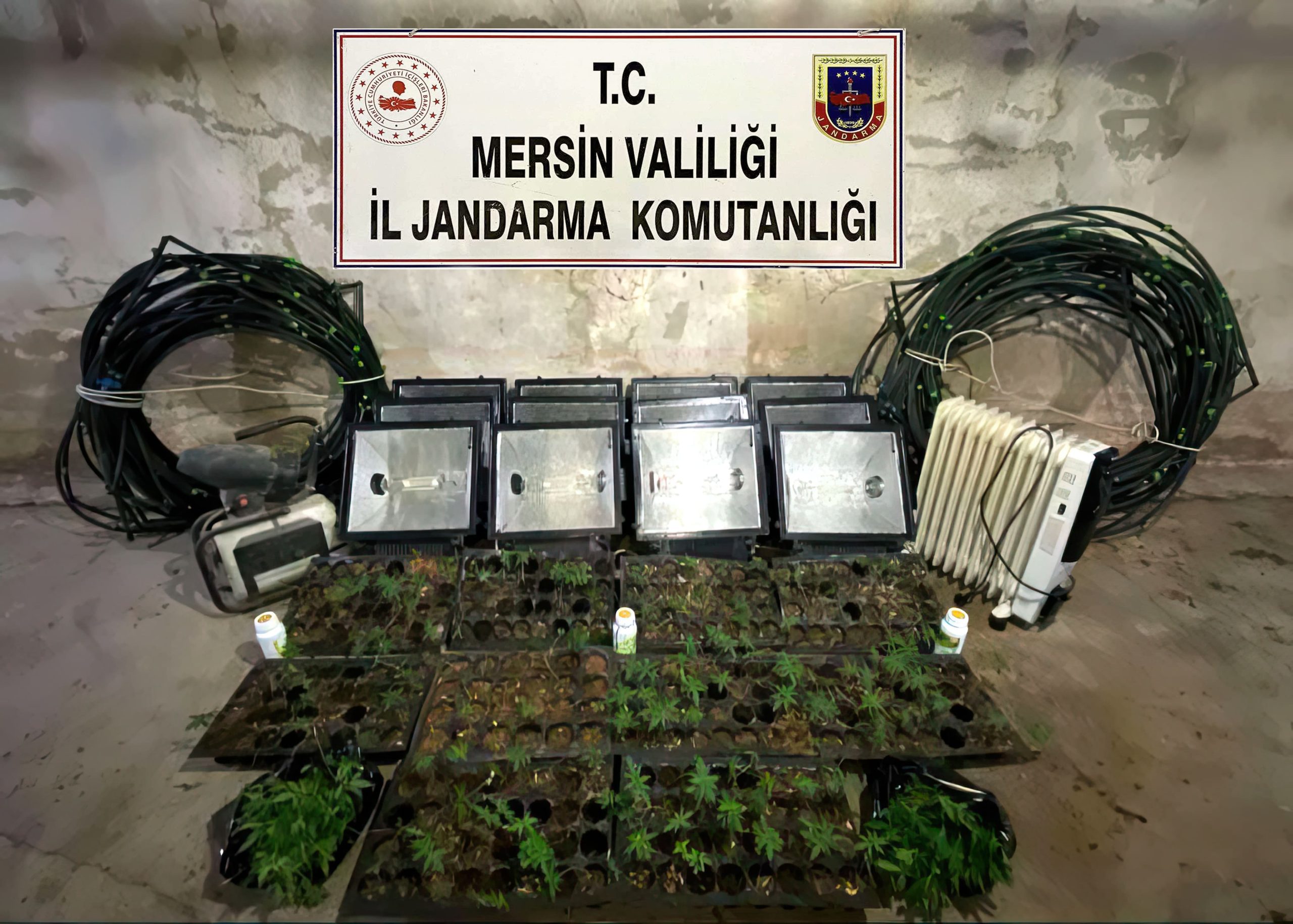Tarsus’ta 849 Kök Hint Keneviri Ele Geçirildi! 1 Kişi Tutuklandı.