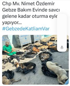 Flash haber! “Gebze Belediyesi Hayvan Katliamı Yapıyor” !
