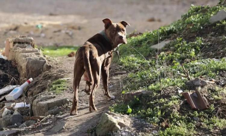 Adana’da Pitbull Dehşeti