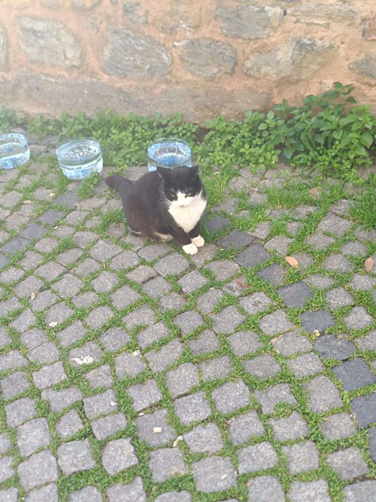 ŞİŞLİDE KEDİLER KAYBOLUYOR !