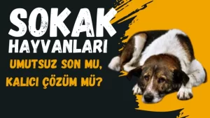 Gündemden düşmeyecek olan bir konu Sokak Hayvanları Umutsuz Son mu, Kalıcı Çözüm mü?