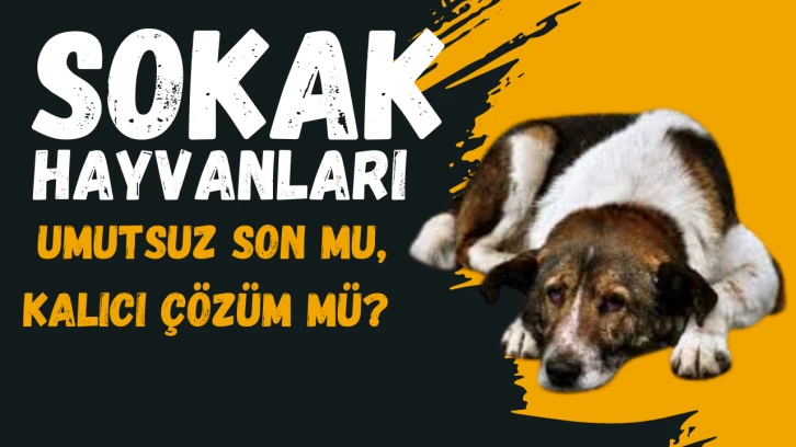 Gündemden düşmeyecek olan bir konu Sokak Hayvanları Umutsuz Son mu, Kalıcı Çözüm mü?