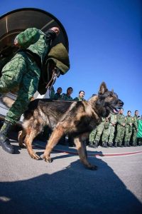 MEKSİKA’DAN TÜRKİYE’YE GELEN ARAMA-KURTARMA KÖPEĞİ ‘PROTEO’ HAYATINI KAYBETTİ
