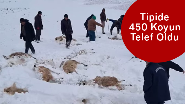 Tipiye Yakalanan Sürüde 450 Koyun Telef Oldu